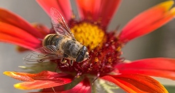 5 nasvetov za popolno makro fotografijo s Huawei Pura 70 Pro