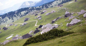 Na Mali planini veliko Zlatorogovih planincev