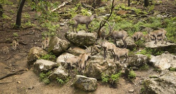 ZOO Ljubljana leto dni po žledolomu