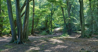 »Vrnimo lepoto našim gozdovom, ki so jo imeli pred žledom«