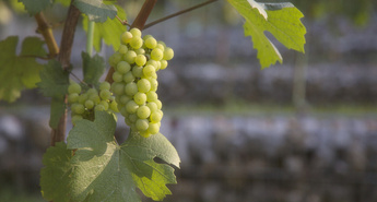 Grajski vinograd ob svoji 10. letnici