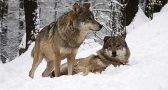 Dogodivščine z živalmi, Zimske počitnice za otroke, Igrala in priboljški za živali ter Urnik hranjenja živali