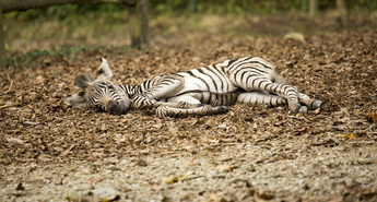 Prijetno jesen so v ZOO Ljubljana popestrili številni mladiči!