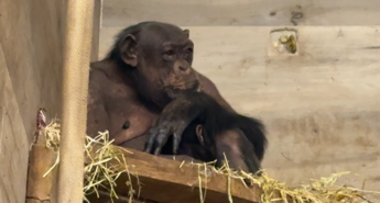 27-letna šimpanzinja Neža je tretjič postala mama