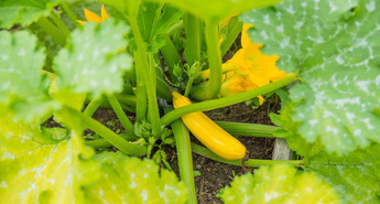 Poskrbite za vrt in vrtnine po poplavah