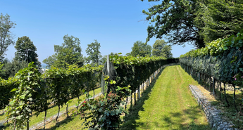 Grajski vinograd obeležuje 10. obletnico