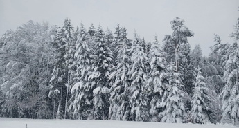 Sneženje povzroča snegolome v severovzhodni Sloveniji