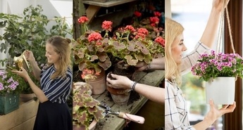 Kako pravilno saditi pelargonije