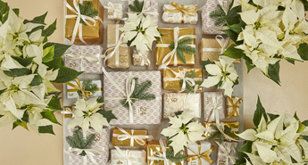 Čarobni advent z božičnimi zvezdami