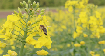 Dan sajenja  medovitih rastlin