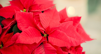 Božične zvezde zasijejo v prazničnem času