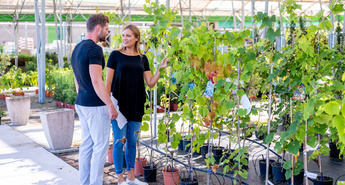 Kaj moramo na vrtu postoriti novembra in zakaj kompostirati?