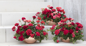 Enostavno do čudovitih pelargonij 