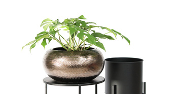 Kako sobne rastline negujemo pozimi?