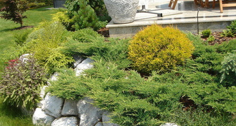 Počasi rastoči (mini) iglavci in njihova uporaba