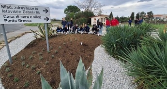 Sajenje medovitih rastlin 