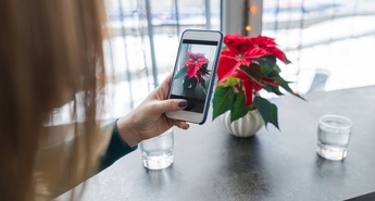 Kako skrbeti zanjo in zakaj ji odpada listje?