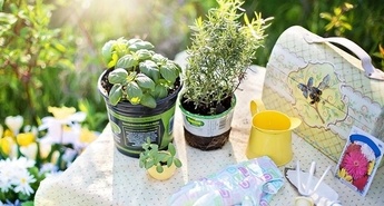 Načrtovanje zeliščnega vrta