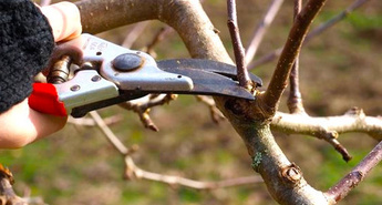 Obrezovanje in nega sadnega drevja