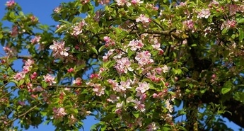 Spomladanska dela v sadovnjaku