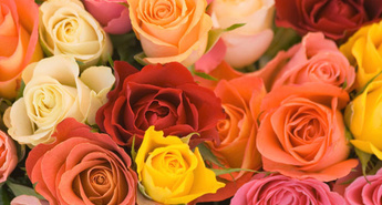 Eurogardnovi nasveti za mesec oktober