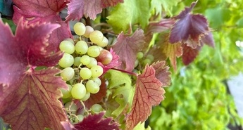 Kaj v sadovnjaku in na vrtu delamo v septembru?