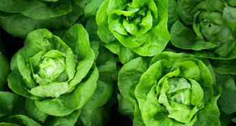 Eurogardnovi nasveti za maj