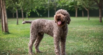 Lagotto Romagnolo – izvor, značaj in nega edinstvene pasme psov