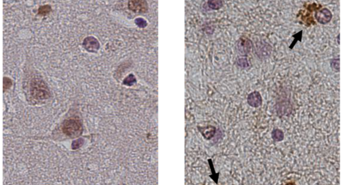 Mednarodna skupina raziskovalcev iz Slovenije, Nemčije in Nizozemske 