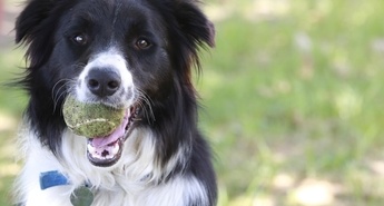 Svetovni dan ustnega zdravja